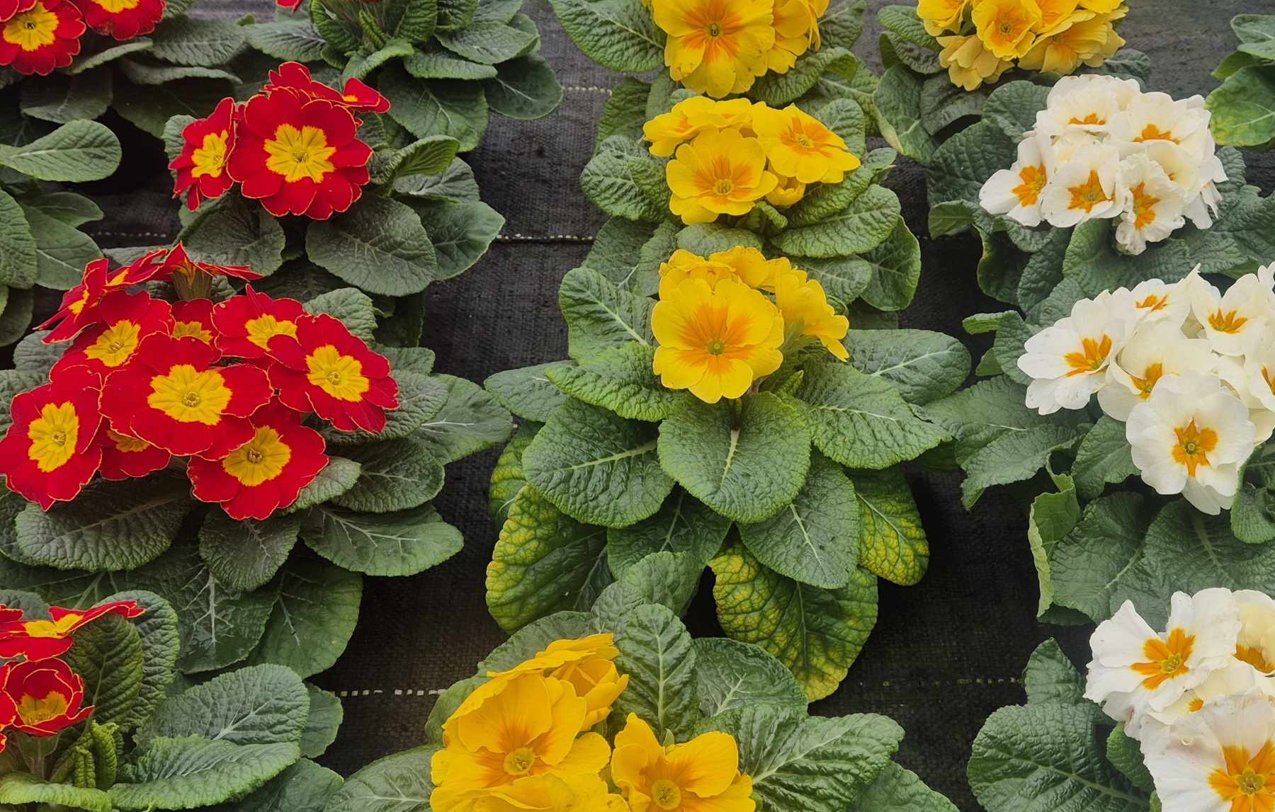 Vendita di fiori in serra